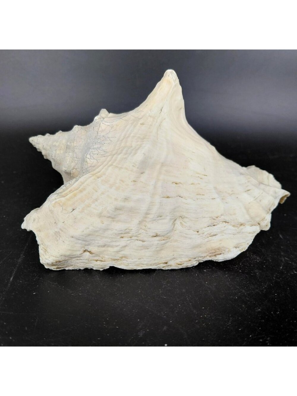 Natural Pink Queen Conch Sea Shell Coastal Beach Nautical Decor Craft Tiki 6"